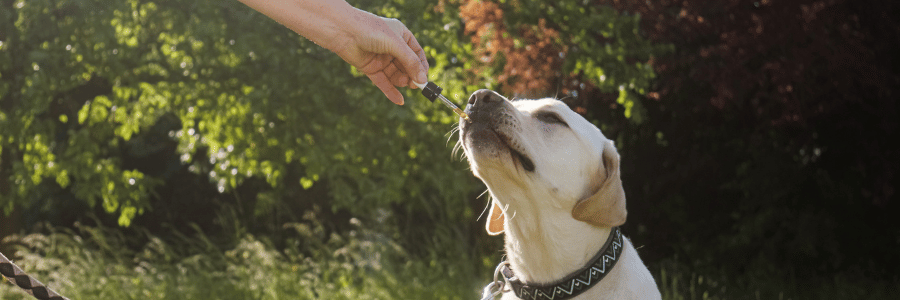 Is it Good to give CBD Oil to Dogs